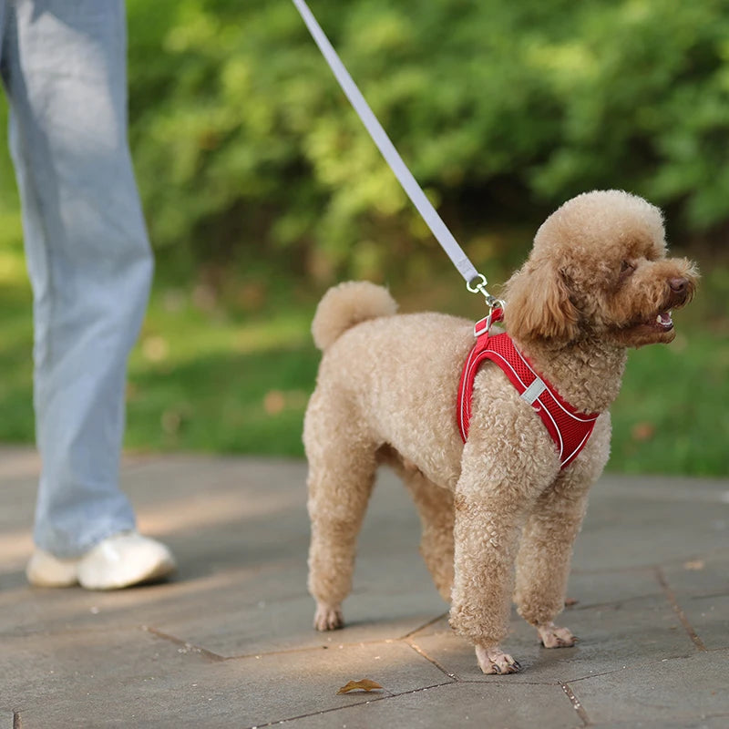 Imbracatura per cani morbida e confortevole con guinzaglio